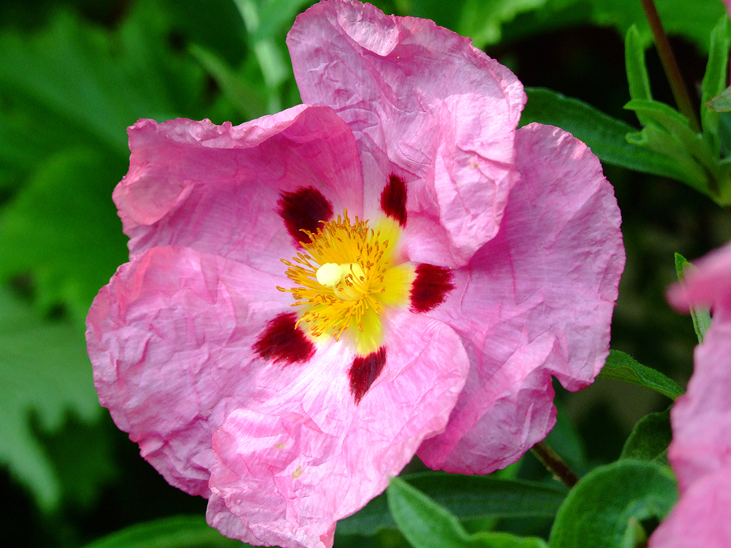Rock Rose - Remedii Florale Bach