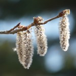 Aspen - Flori Bach - Terapia Florala Bach by Raluca