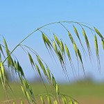 Wild Oats - Flori Bach - Terapia Florala Bach by Raluca